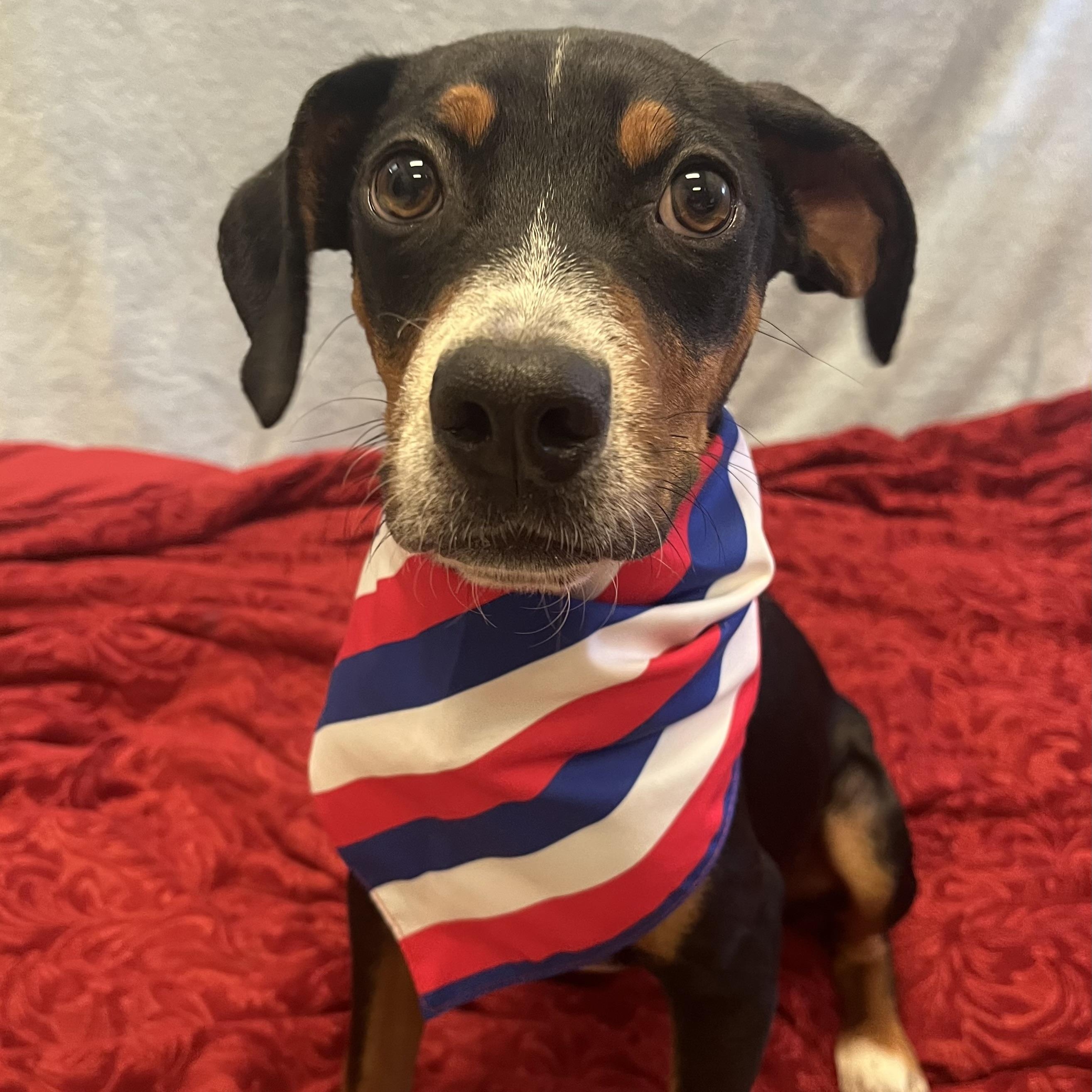 Loofy, a ADOPTABLE mixed breed in Monroe, OH image 3/6