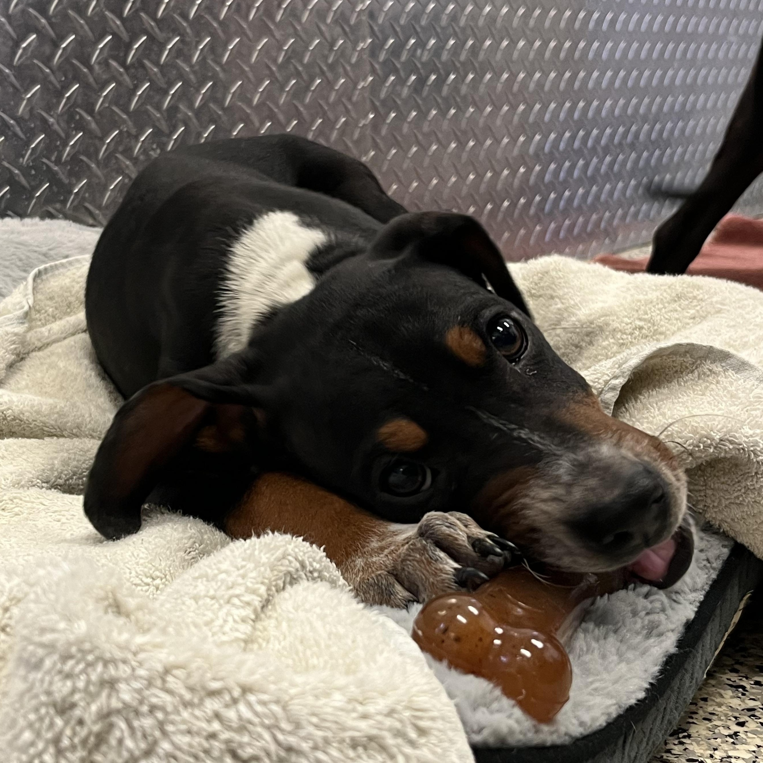 Loofy, a ADOPTABLE mixed breed in Monroe, OH image 4/5