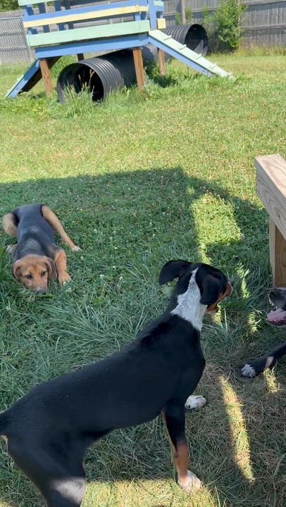 Enlarge Loofy, a ADOPTABLE mixed breed in Monroe, OH video 5/6