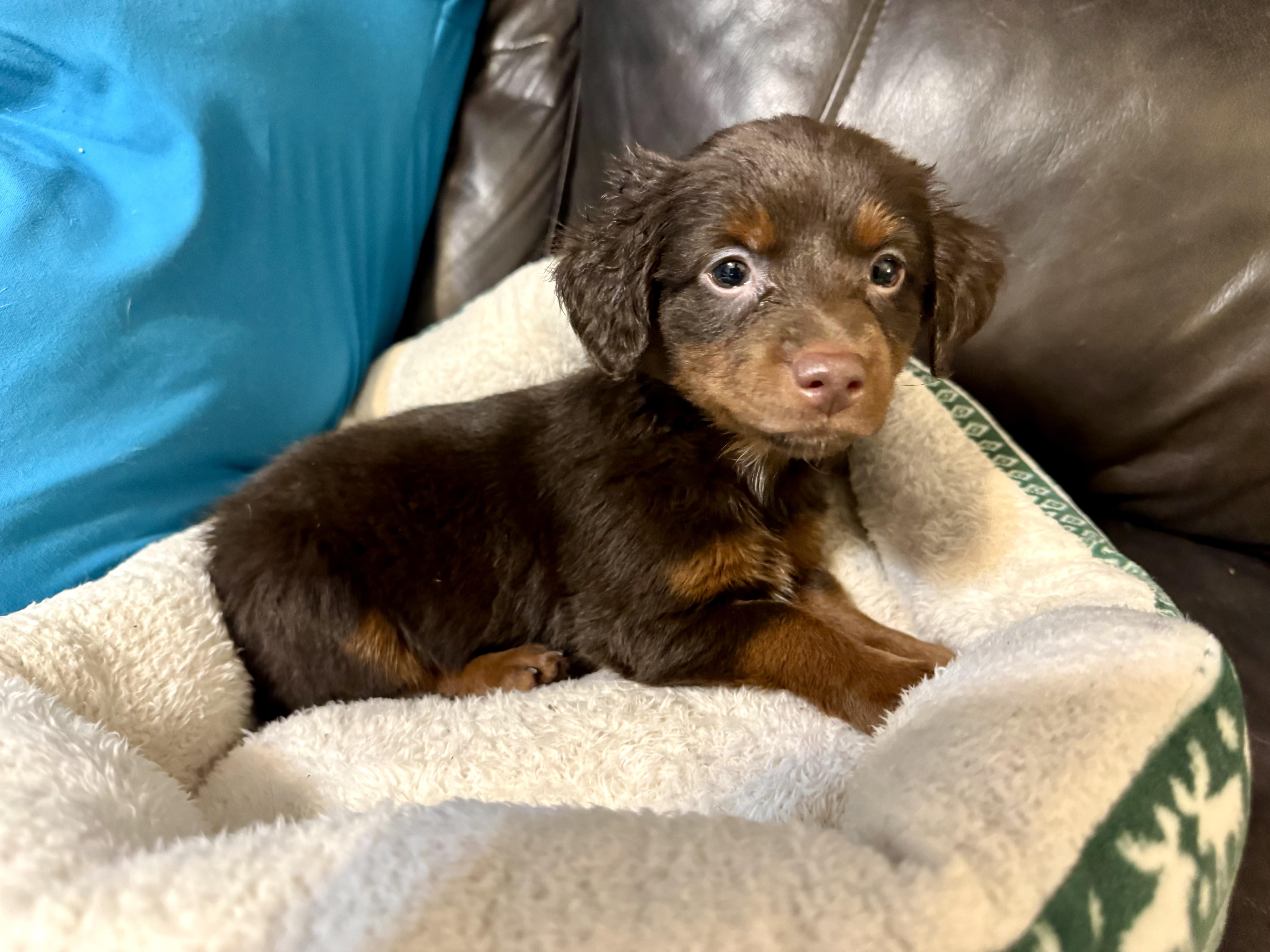Harper, ADOPTABLE, Puppy Female Dachshund.