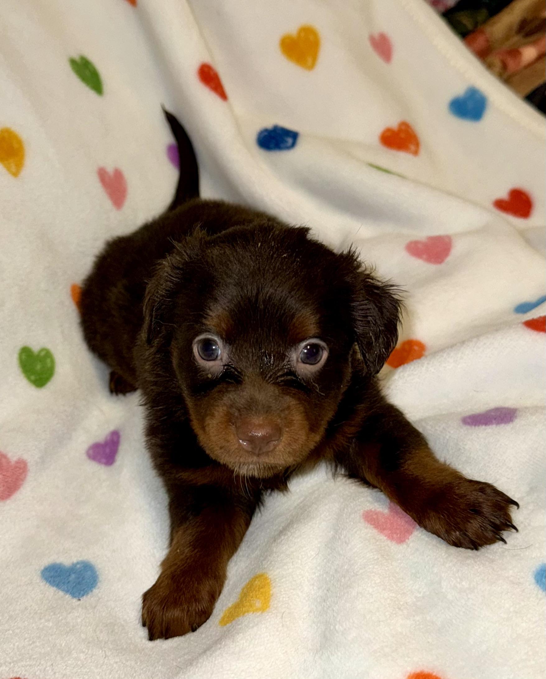 Enlarge Harper, a ADOPTABLE mixed breed in Maiden, NC image 3/5