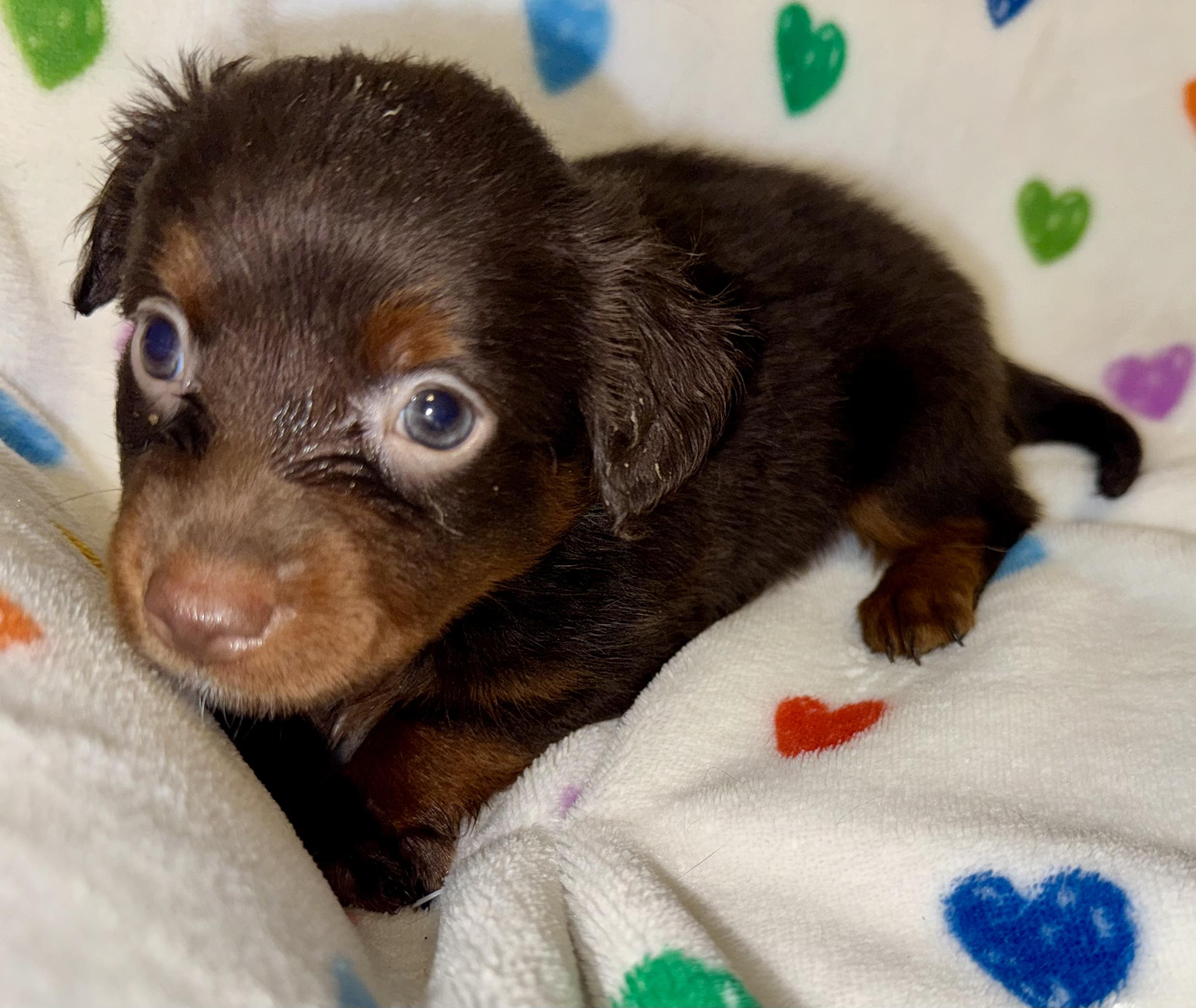 Enlarge Harper, a ADOPTABLE mixed breed in Maiden, NC image 2/5