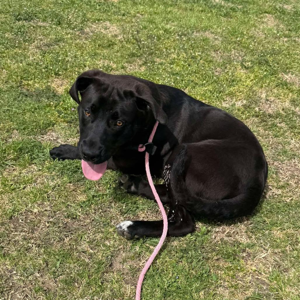 Kodiak D46378, Adoptable, Adult Male Black Labrador Retriever & Pit Bull Terrier.