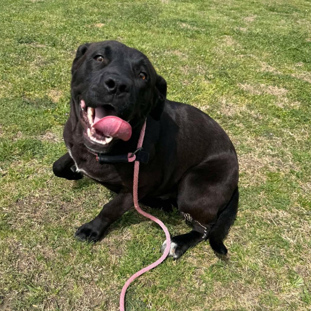 Enlarge Kodiak D46378, a Adoptable mixed breed in Corsicana, TX image 3/6