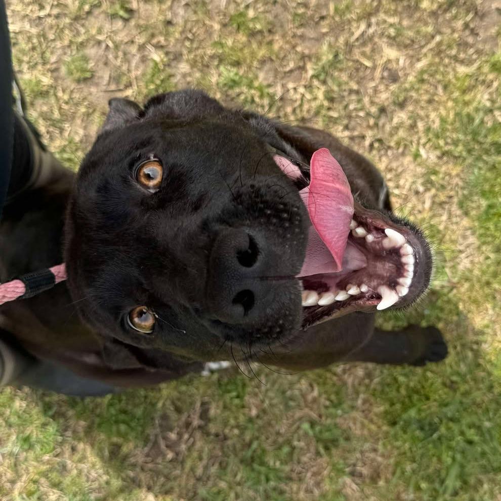 Enlarge Kodiak D46378, a Adoptable mixed breed in Corsicana, TX image 4/6