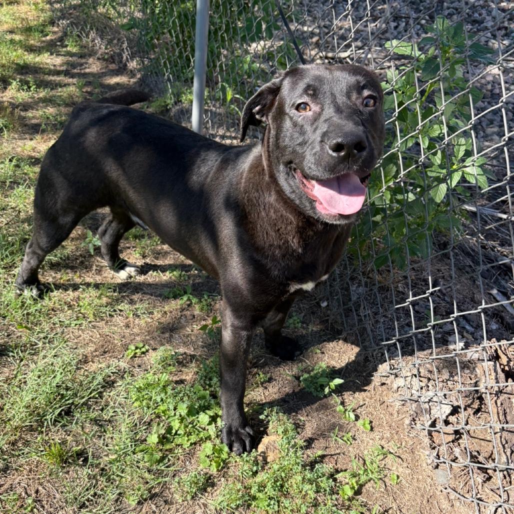 Enlarge Kodiak D46378, a Adoptable mixed breed in Corsicana, TX image 5/6
