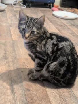 Rufus, Adoptable, Young Male Tabby & Domestic Short Hair.