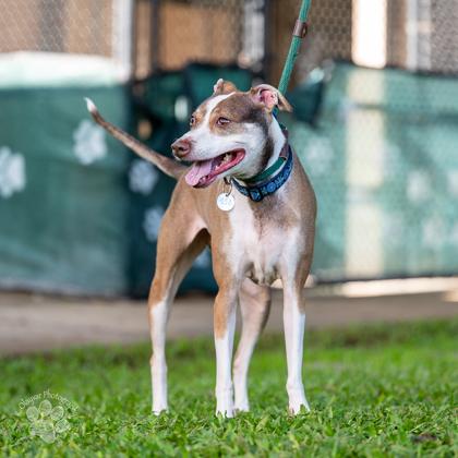 Remi, Adoptable, Senior Female Mixed Breed & Mixed Breed.