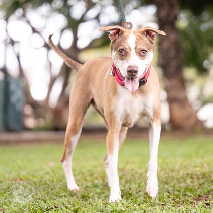 Enlarge Remi, a Adoptable mixed breed in Honolulu, HI image 1/2