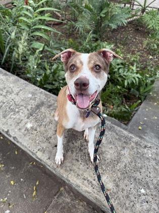 Remi, Adoptable, Senior Female Mixed Breed & Mixed Breed.