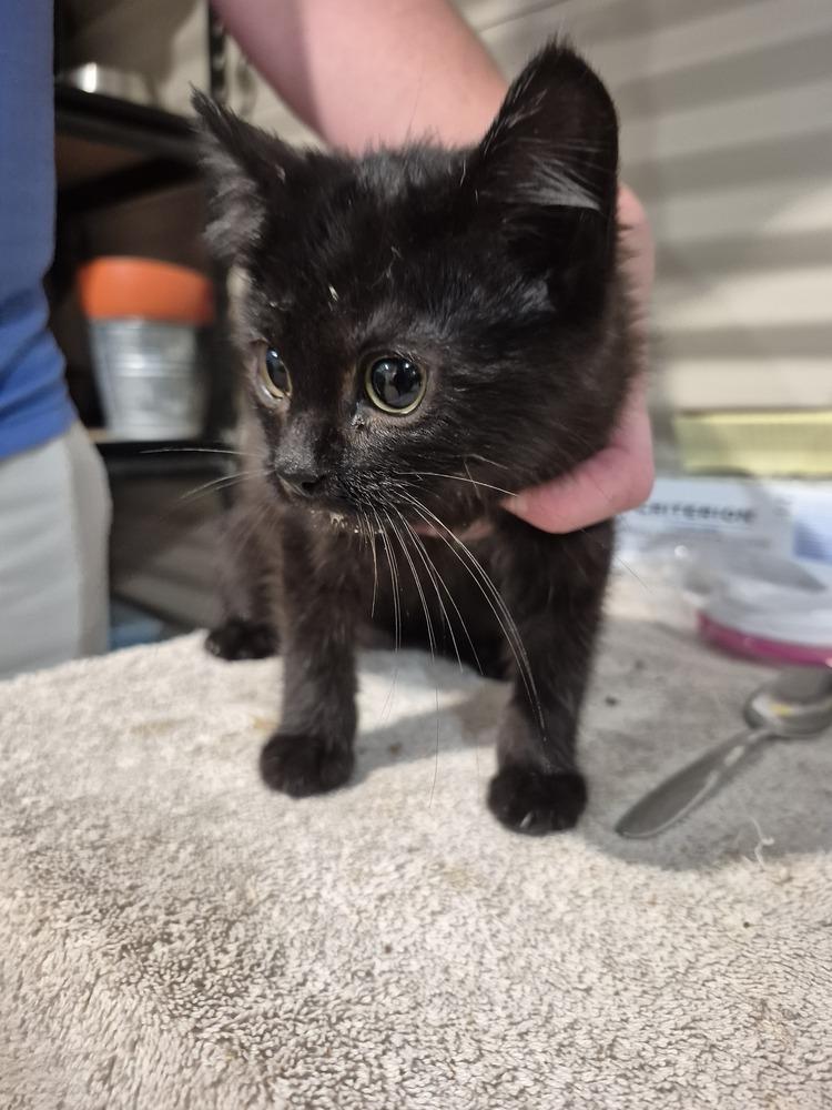 Harlow, Adoptable, Kitten Female Domestic Short Hair.