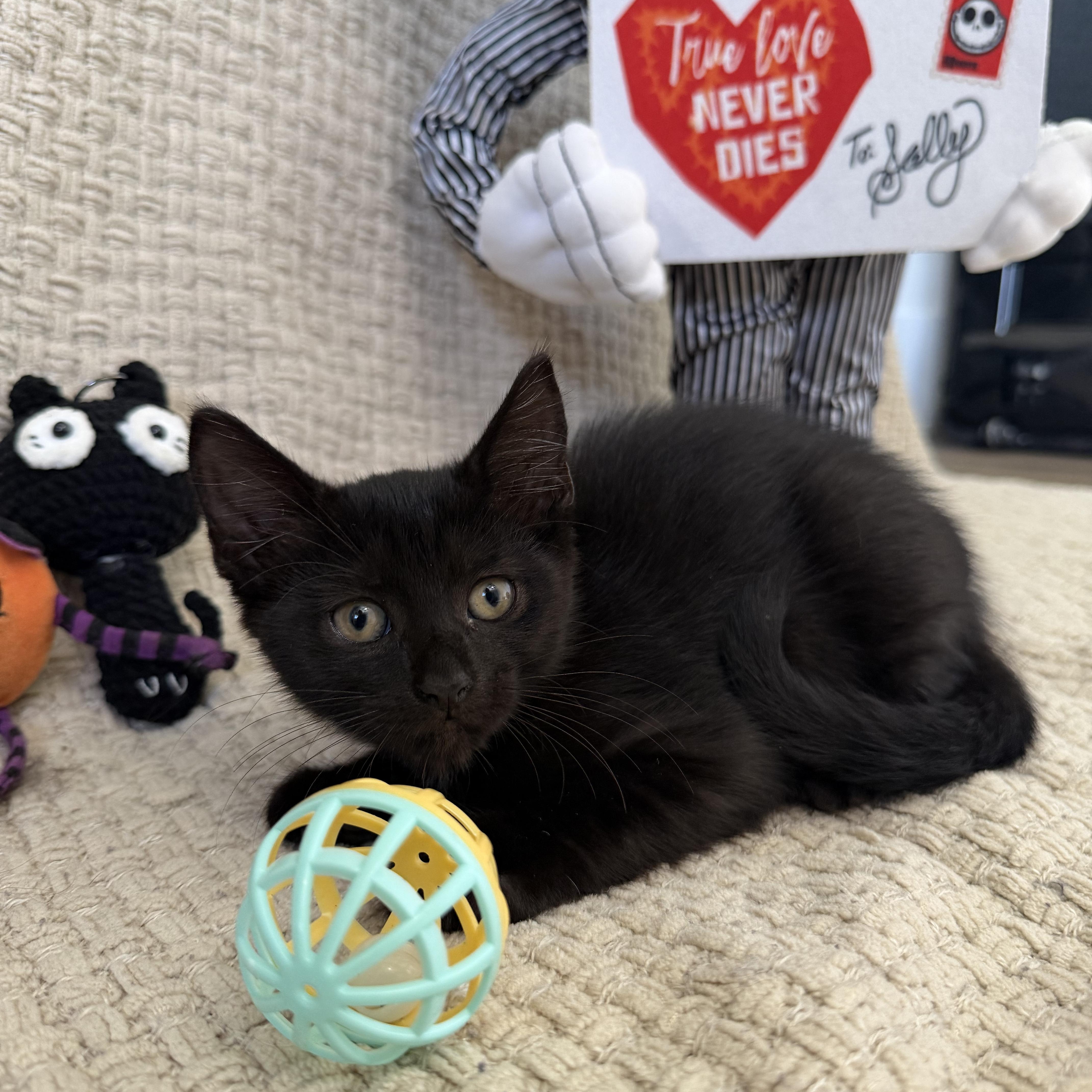 Enlarge Juniper, a Adoptable Bombay in Vernon , CT image 5/6