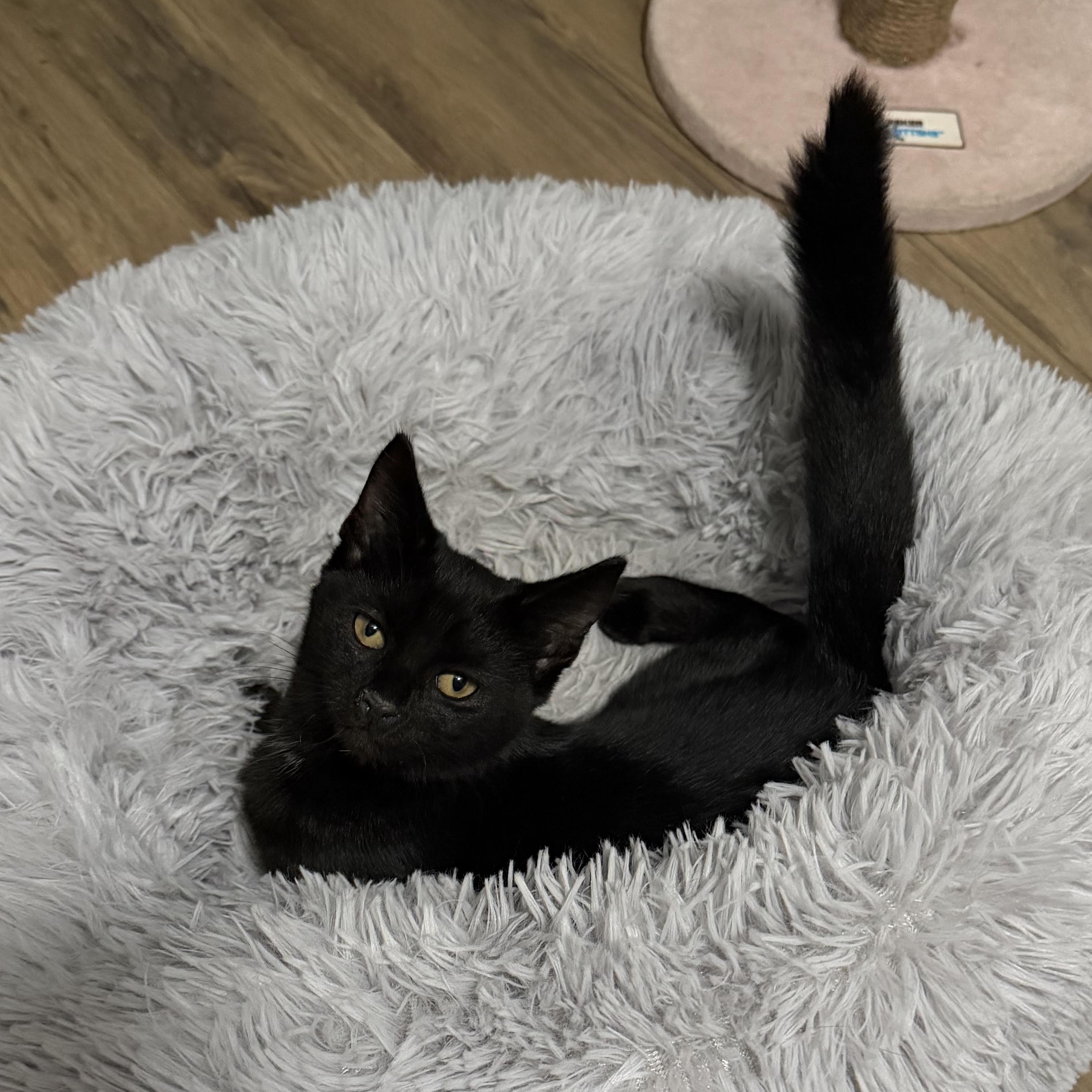 Enlarge Juniper, a Adoptable Bombay in Vernon , CT image 2/6