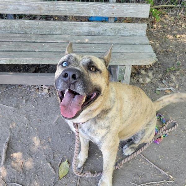 Klay, a Adoptable mixed breed in Freeport, FL image 1/3