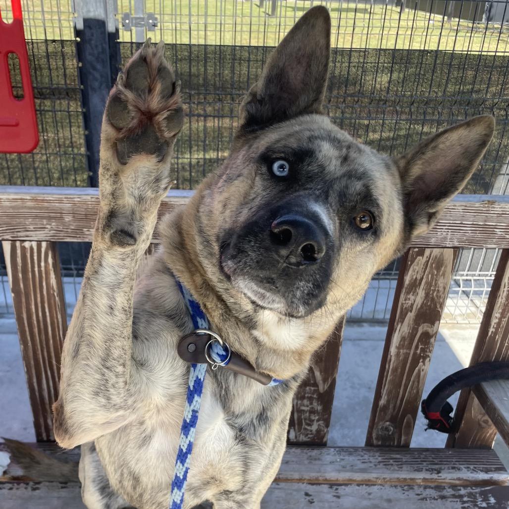 Klay, a Adoptable mixed breed in Freeport, FL image 2/3