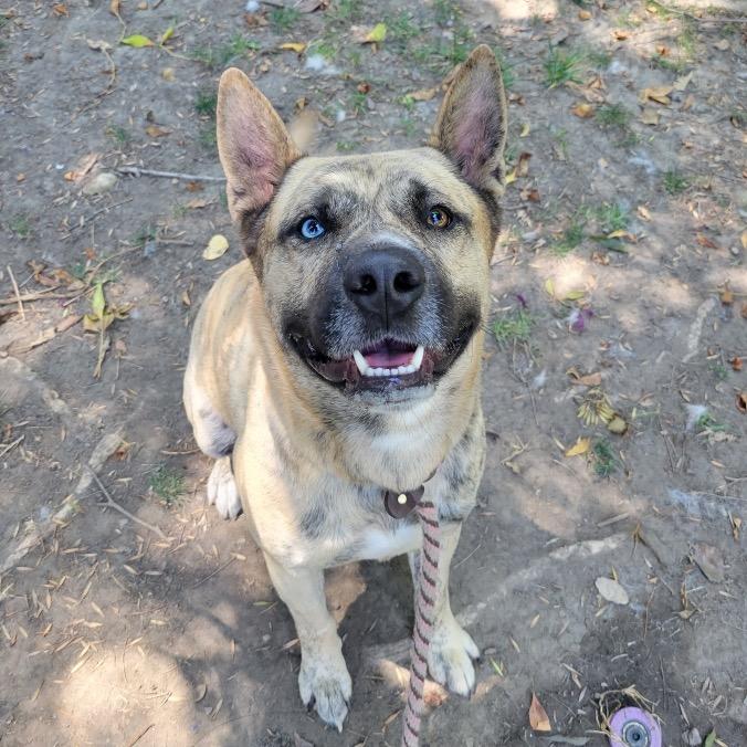 Klay, a Adoptable mixed breed in Freeport, FL image 3/3