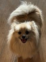 Jolene, Adopted, Adult Female Pomeranian.