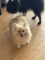 Enlarge Jolene, a Adopted Pomeranian in Madras, OR image 2/2