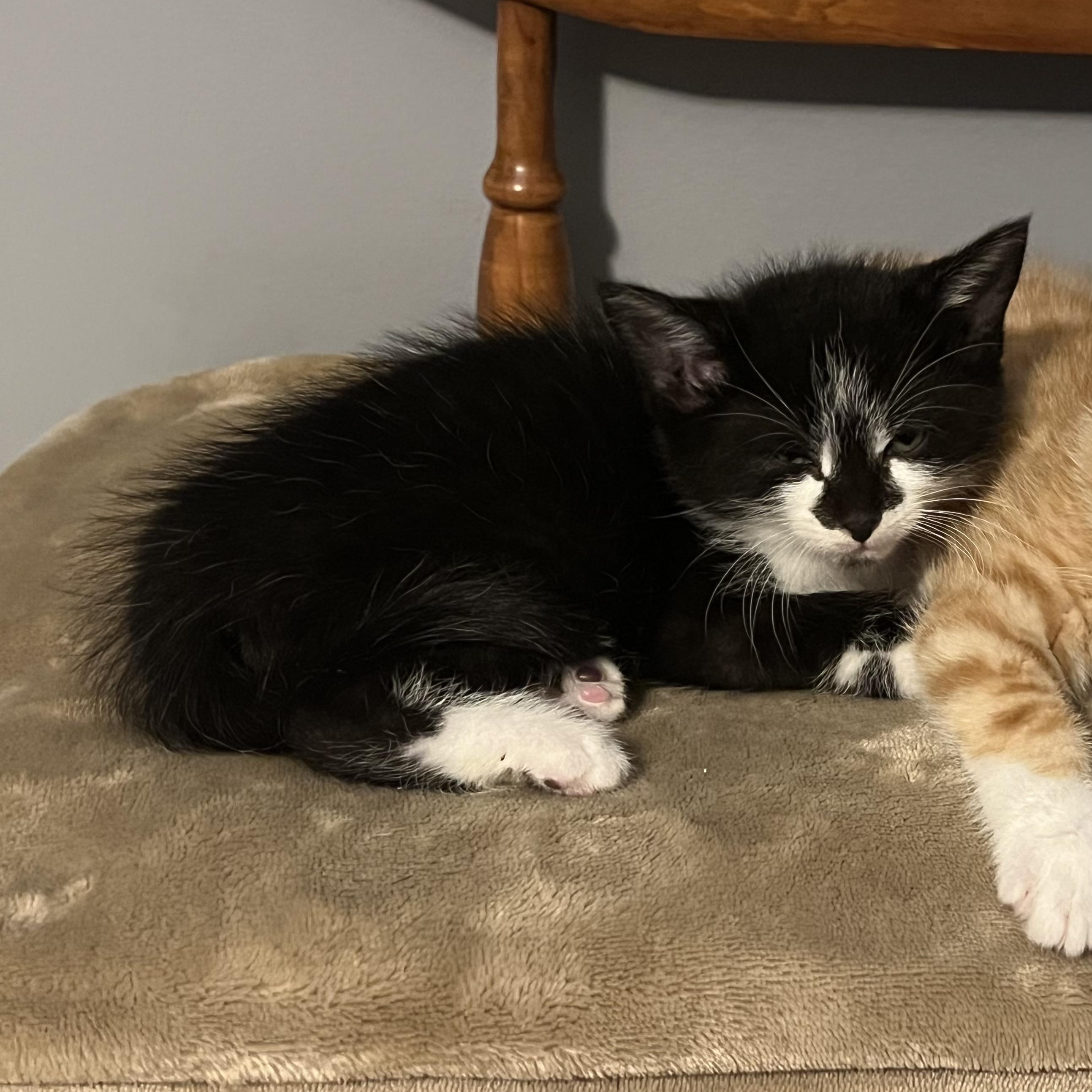 Enlarge Spike, an adopted Domestic Short Hair in Madison, WI image 3/6