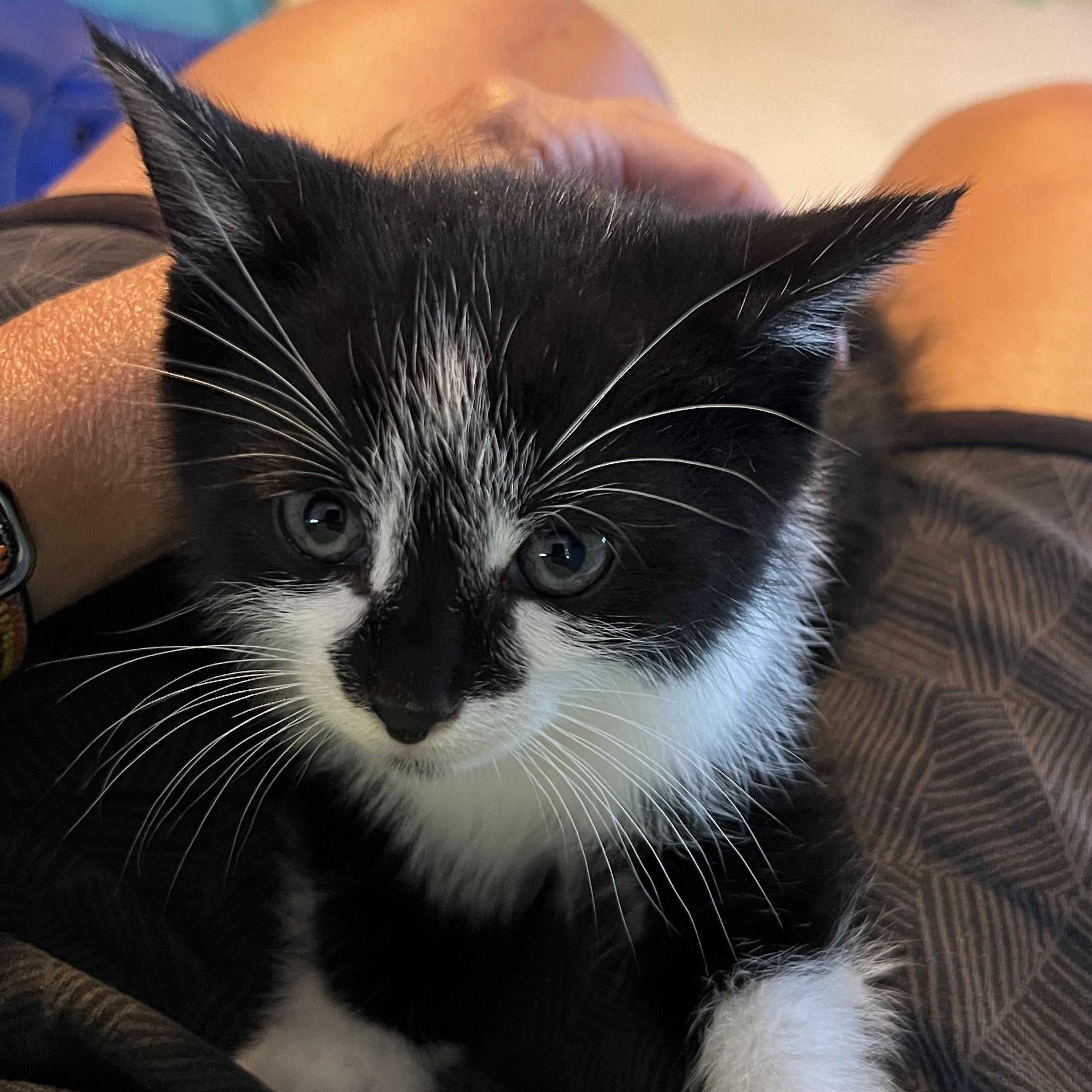 Enlarge Spike, an adopted Domestic Short Hair in Madison, WI image 2/6