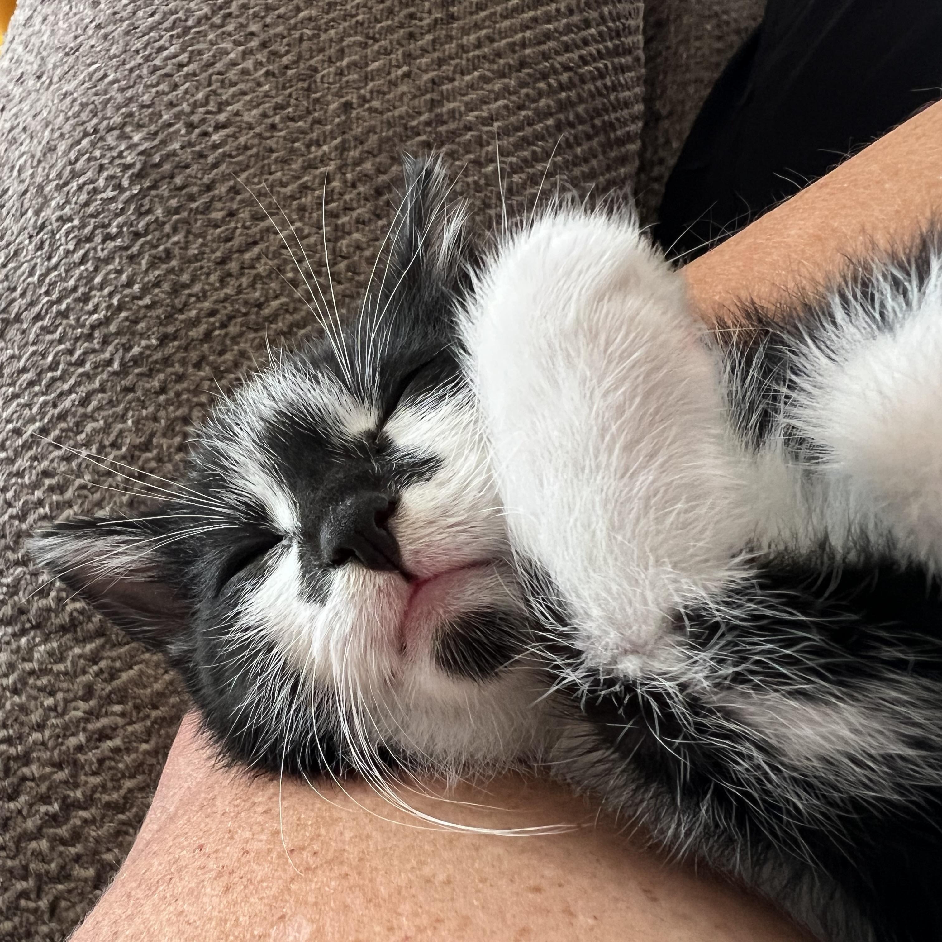 Enlarge Spike, an adopted Domestic Short Hair in Madison, WI image 6/6