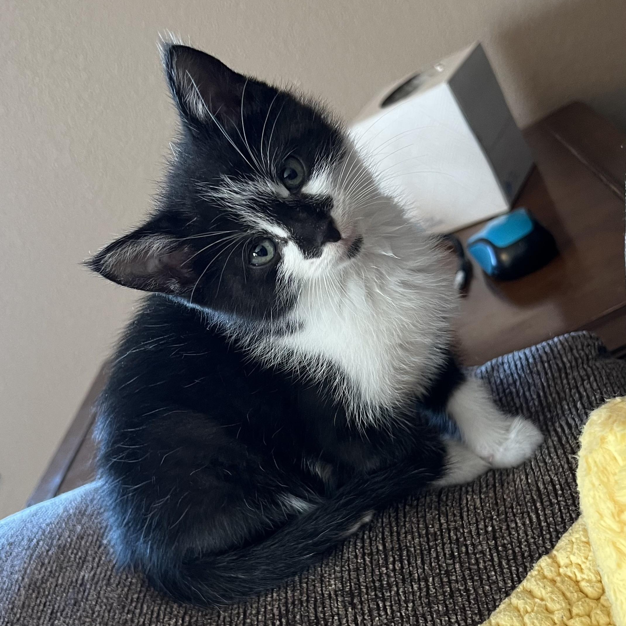 Spike, adopted, Kitten Male Domestic Short Hair.