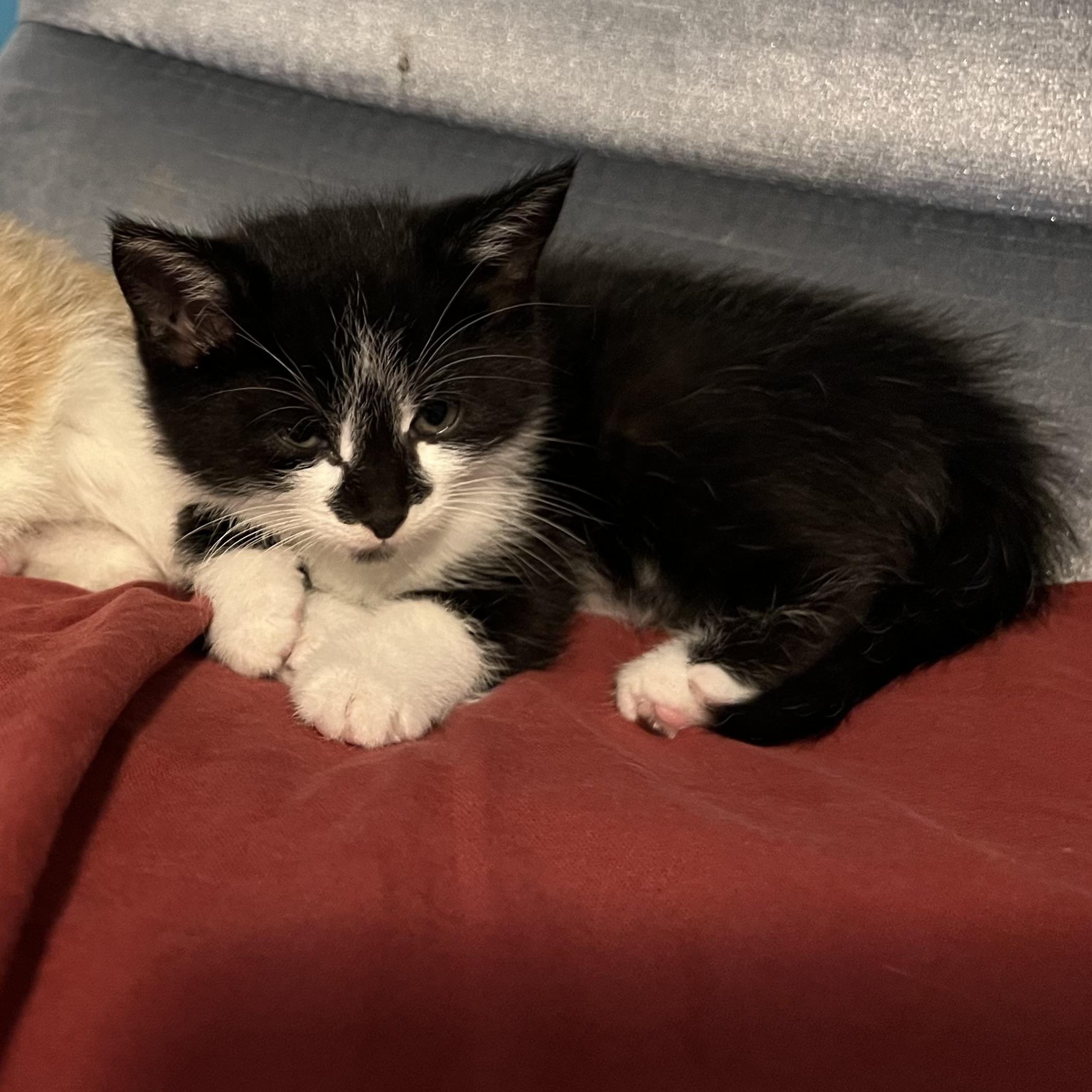 Enlarge Spike, an adopted Domestic Short Hair in Madison, WI image 4/6