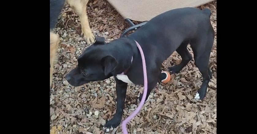 Enlarge Tasha #323, a Adoptable mixed breed in New Lexington, OH image 1/2