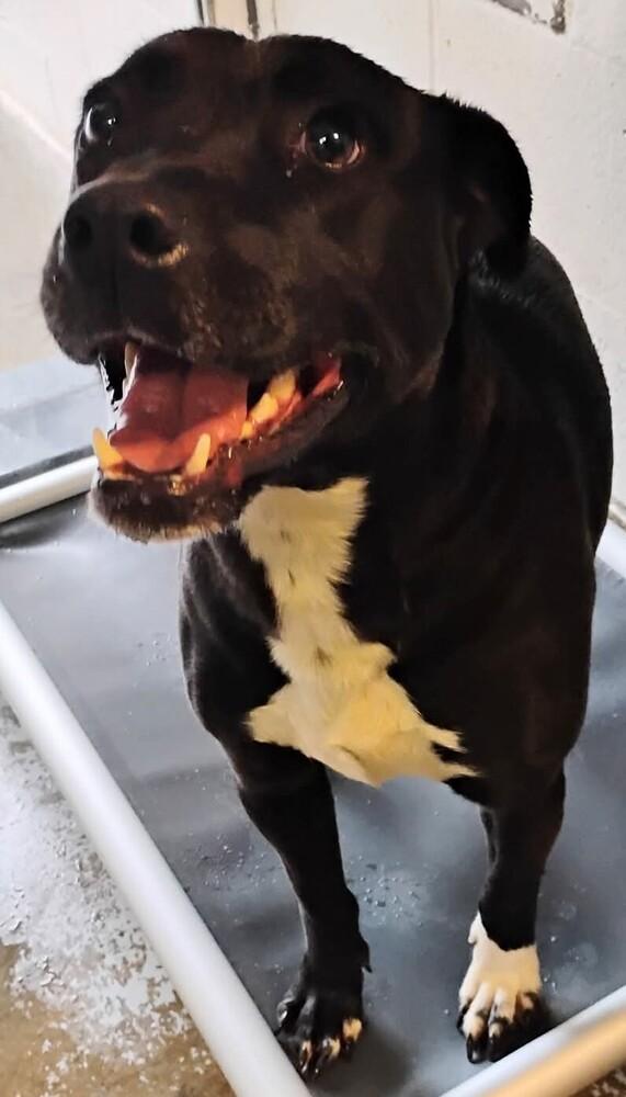 Enlarge Tasha #323, a Adoptable mixed breed in New Lexington, OH image 1/1