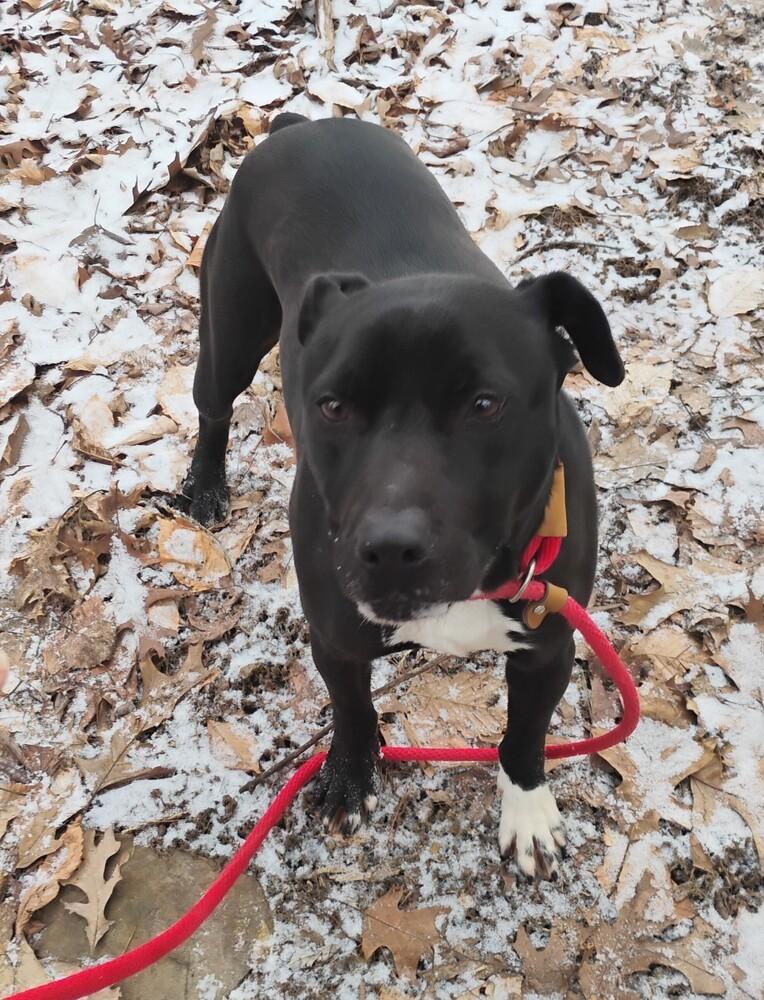 Tasha #323, Adoptable, Adult Female Labrador Retriever & Terrier.