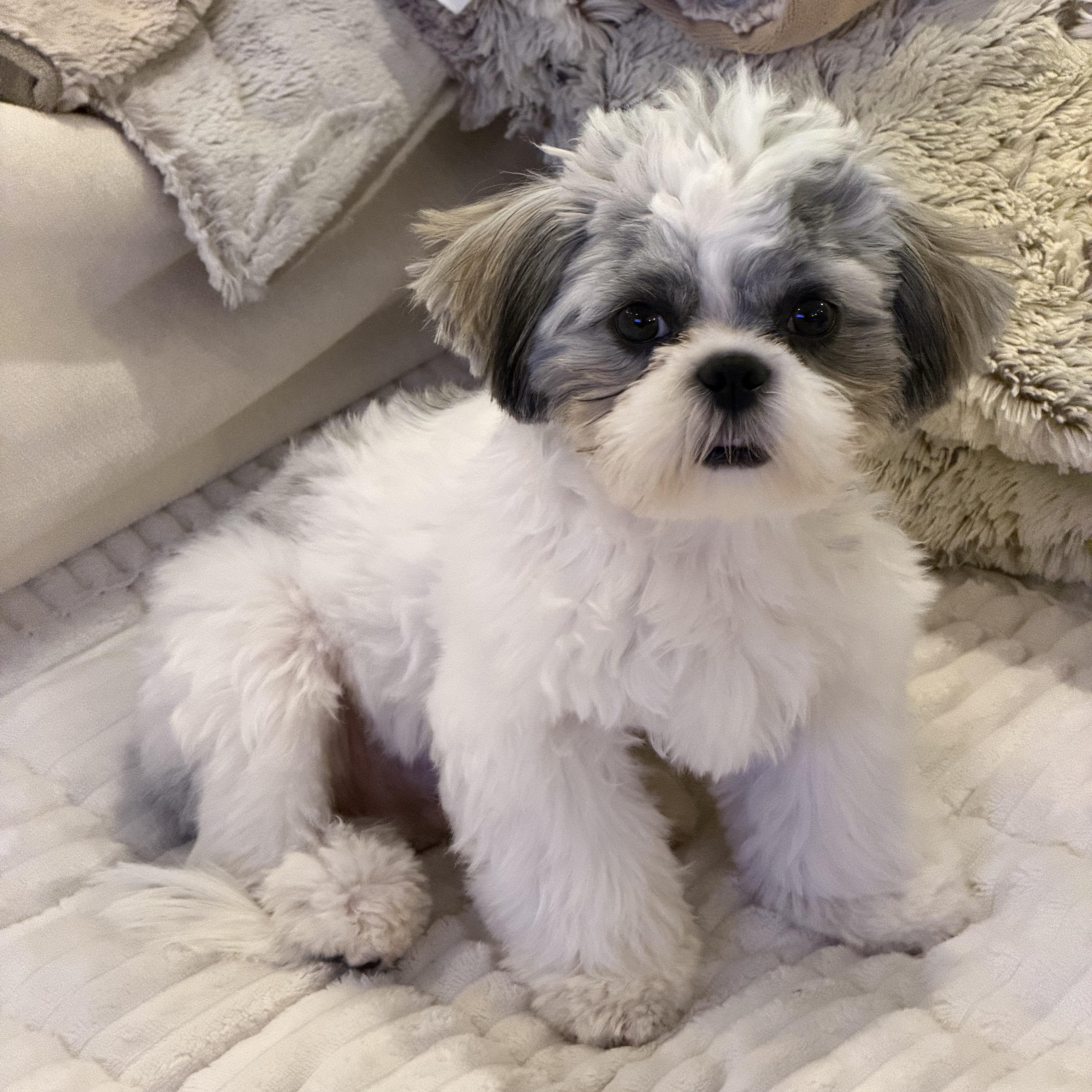 Cricket, Adoptable, Puppy Male Shih Tzu.