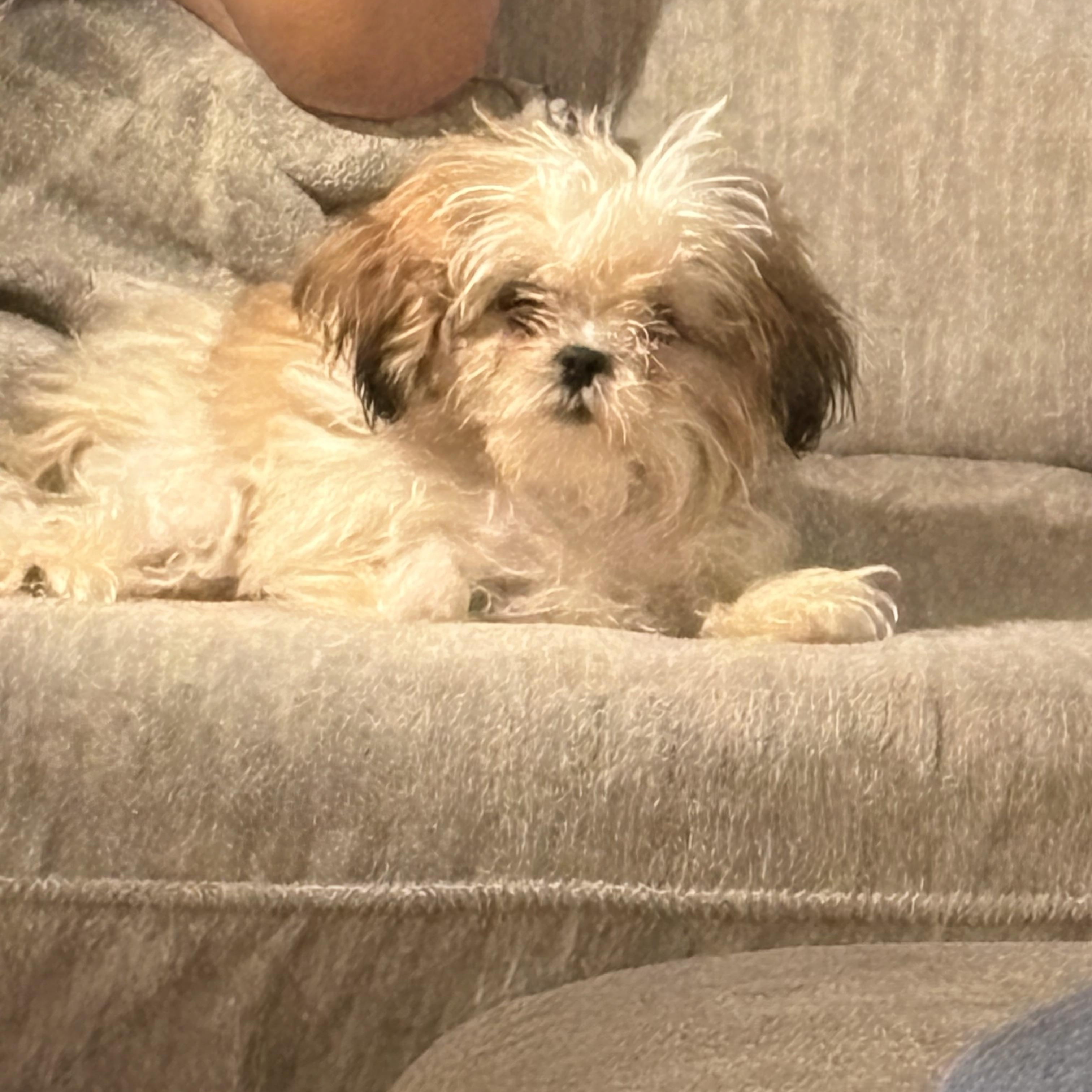 Enlarge Cricket, a Adoptable Shih Tzu in Franklin, TN image 2/2