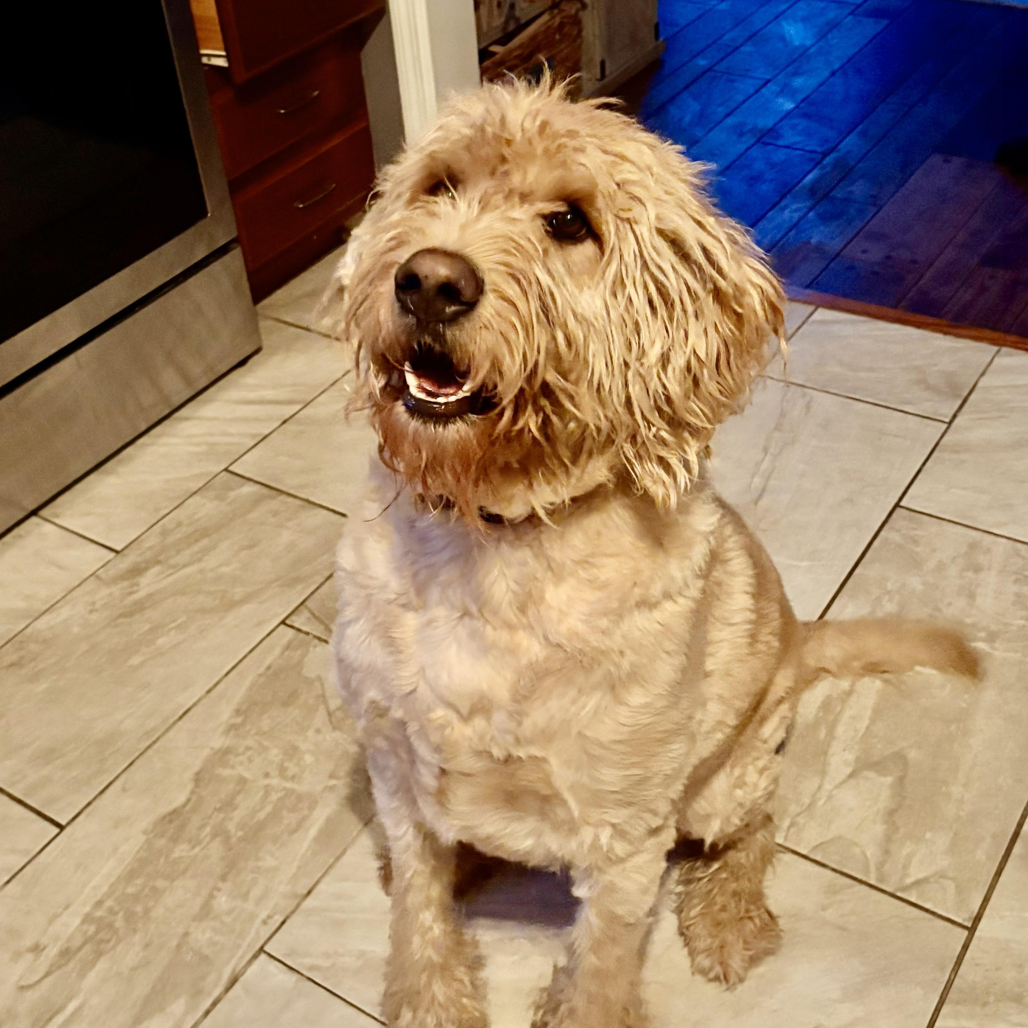 Enlarge MAX-INDIANA, a hold Labradoodle in INDIANAPOLIS, IN image 3/6
