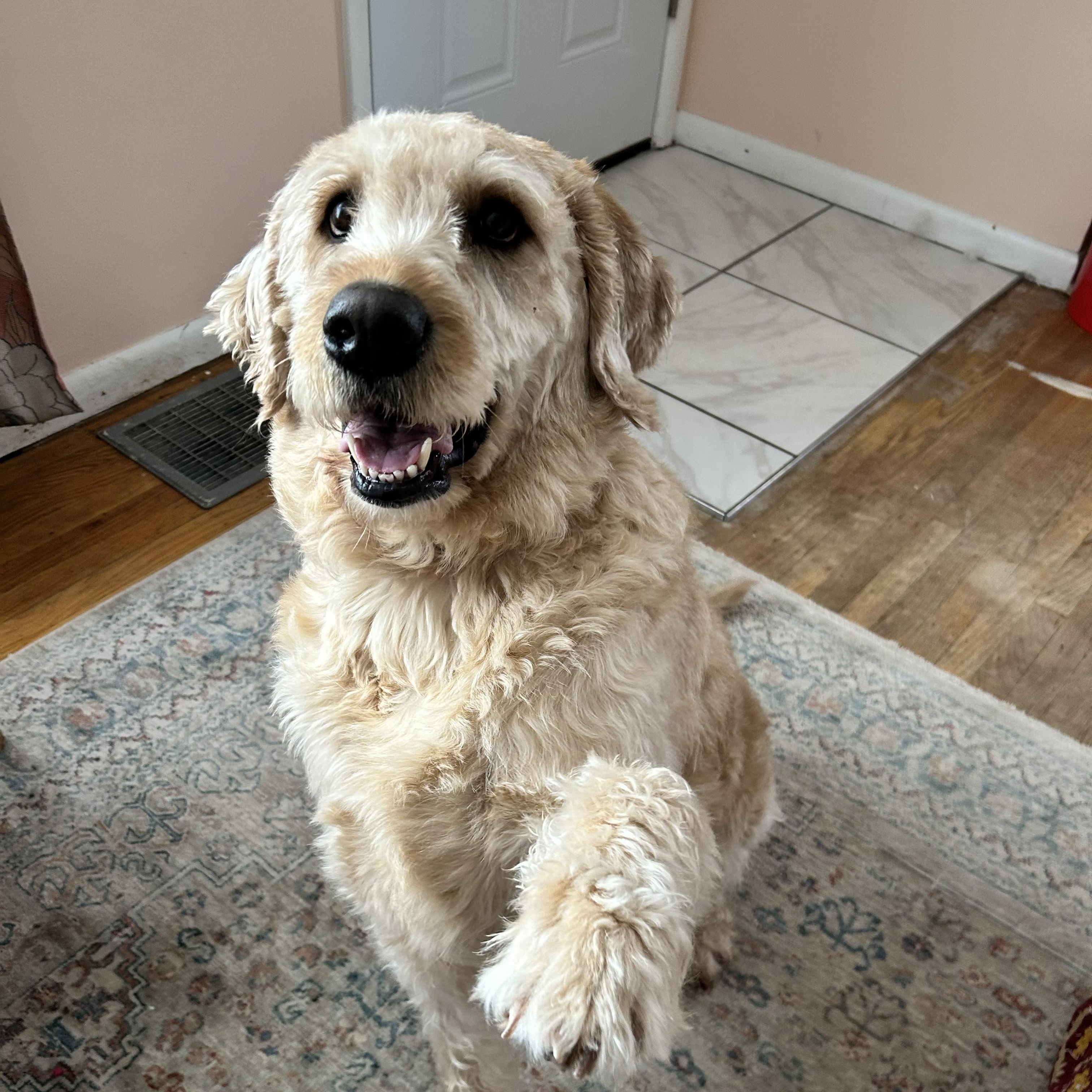 Enlarge MAX-INDIANA, a hold Labradoodle in INDIANAPOLIS, IN image 1/6