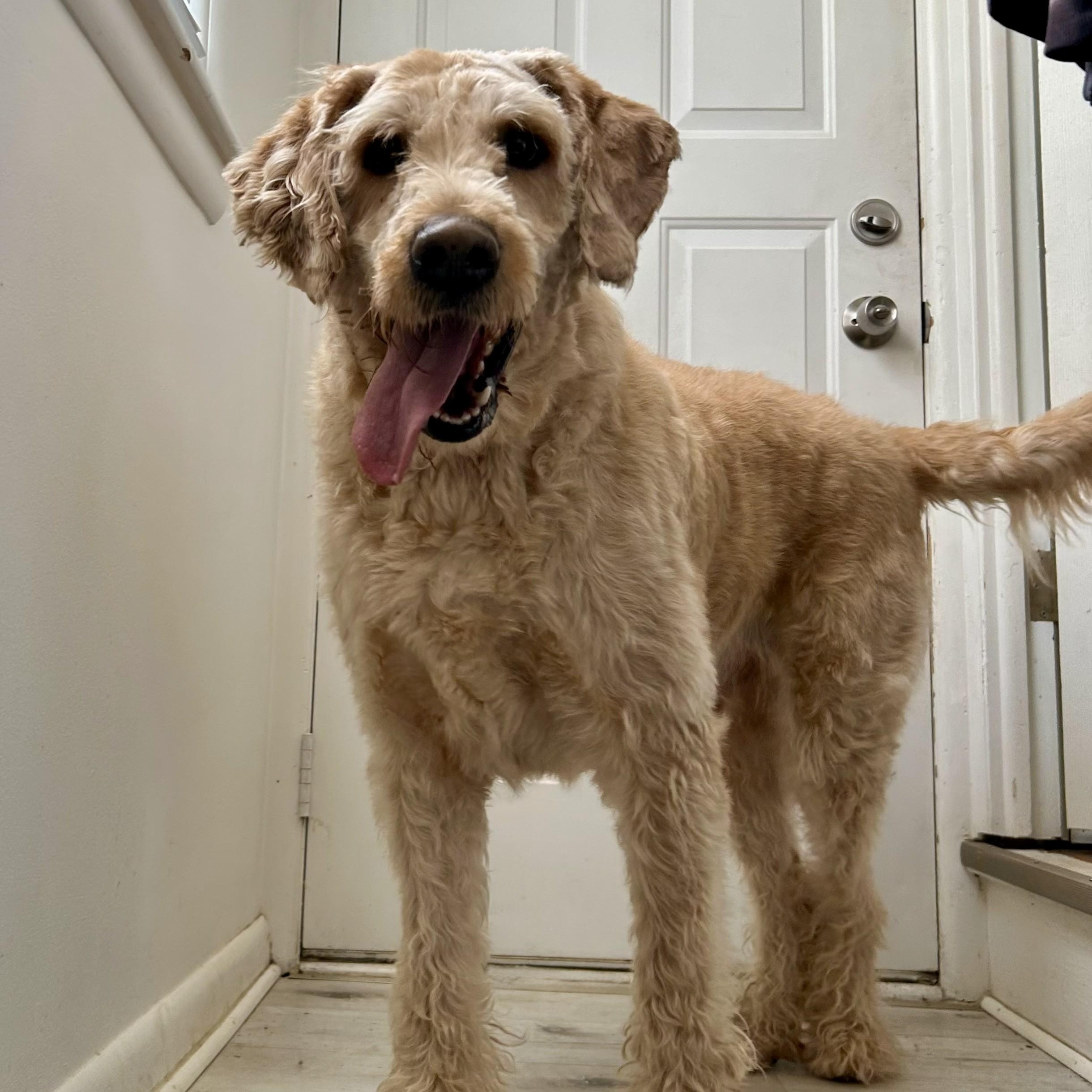 Enlarge MAX-INDIANA, a hold Labradoodle in INDIANAPOLIS, IN image 5/6