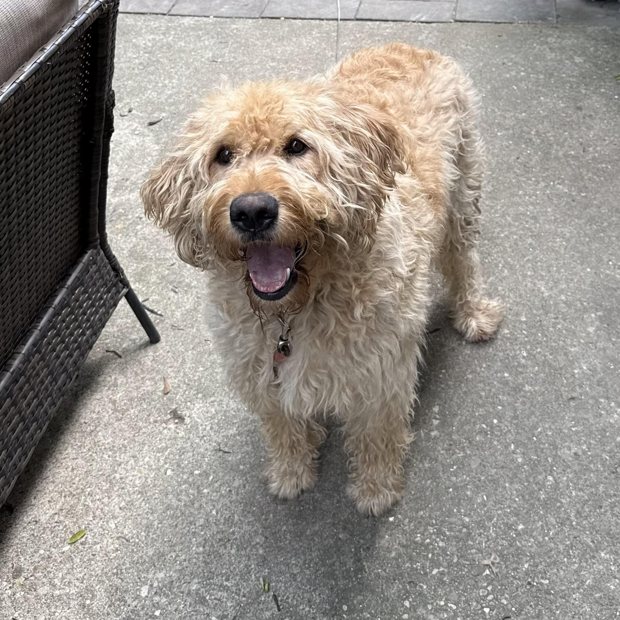 Enlarge MAX-INDIANA, a hold Labradoodle in INDIANAPOLIS, IN image 2/6