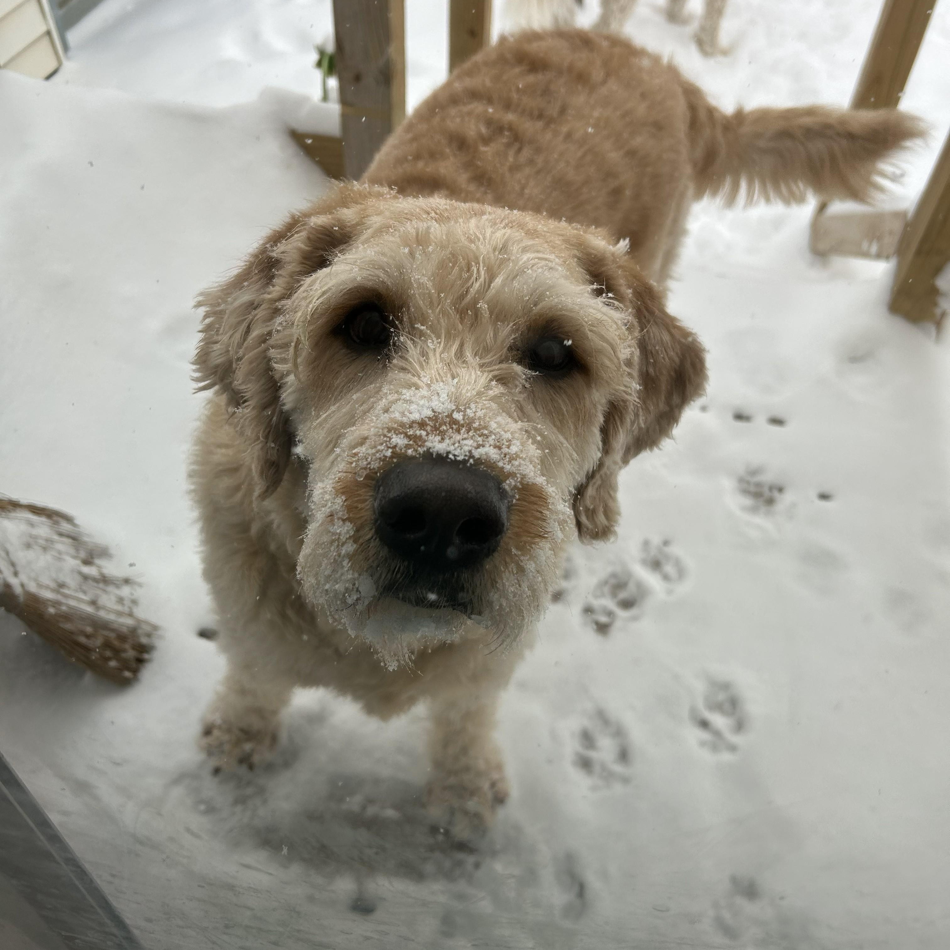 Enlarge MAX-INDIANA, a hold Labradoodle in INDIANAPOLIS, IN image 3/6
