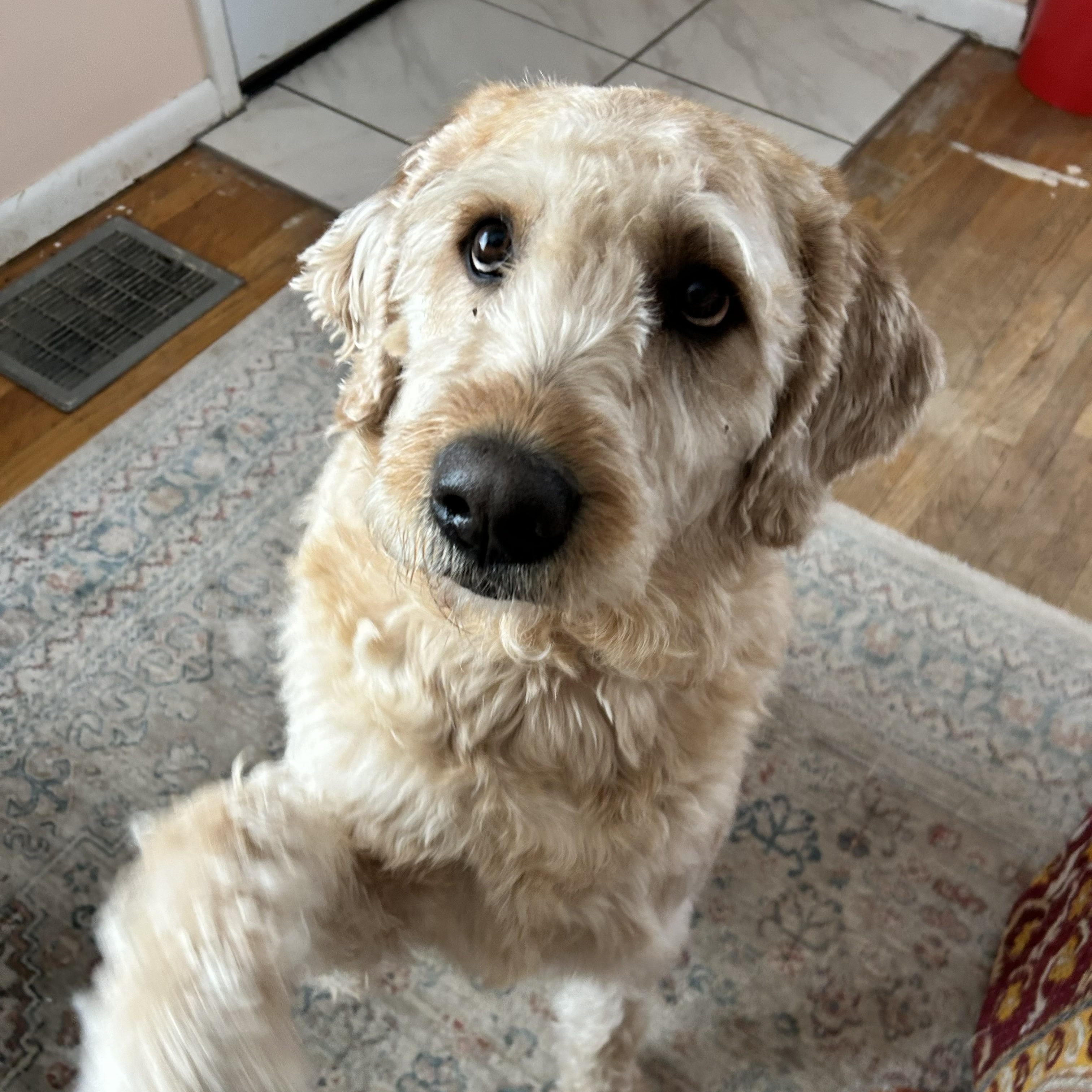 Enlarge MAX-INDIANA, a hold Labradoodle in INDIANAPOLIS, IN image 6/6