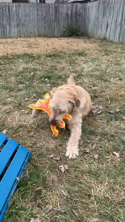 Enlarge MAX-INDIANA, a hold Labradoodle in INDIANAPOLIS, IN video 5/6