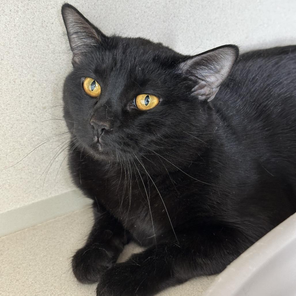 Enlarge McGregor, a Adoptable Domestic Short Hair in Durango, CO image 1/3