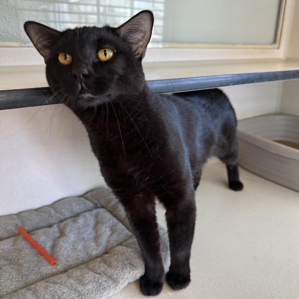 Enlarge McGregor, a Adoptable Domestic Short Hair in Durango, CO image 2/3
