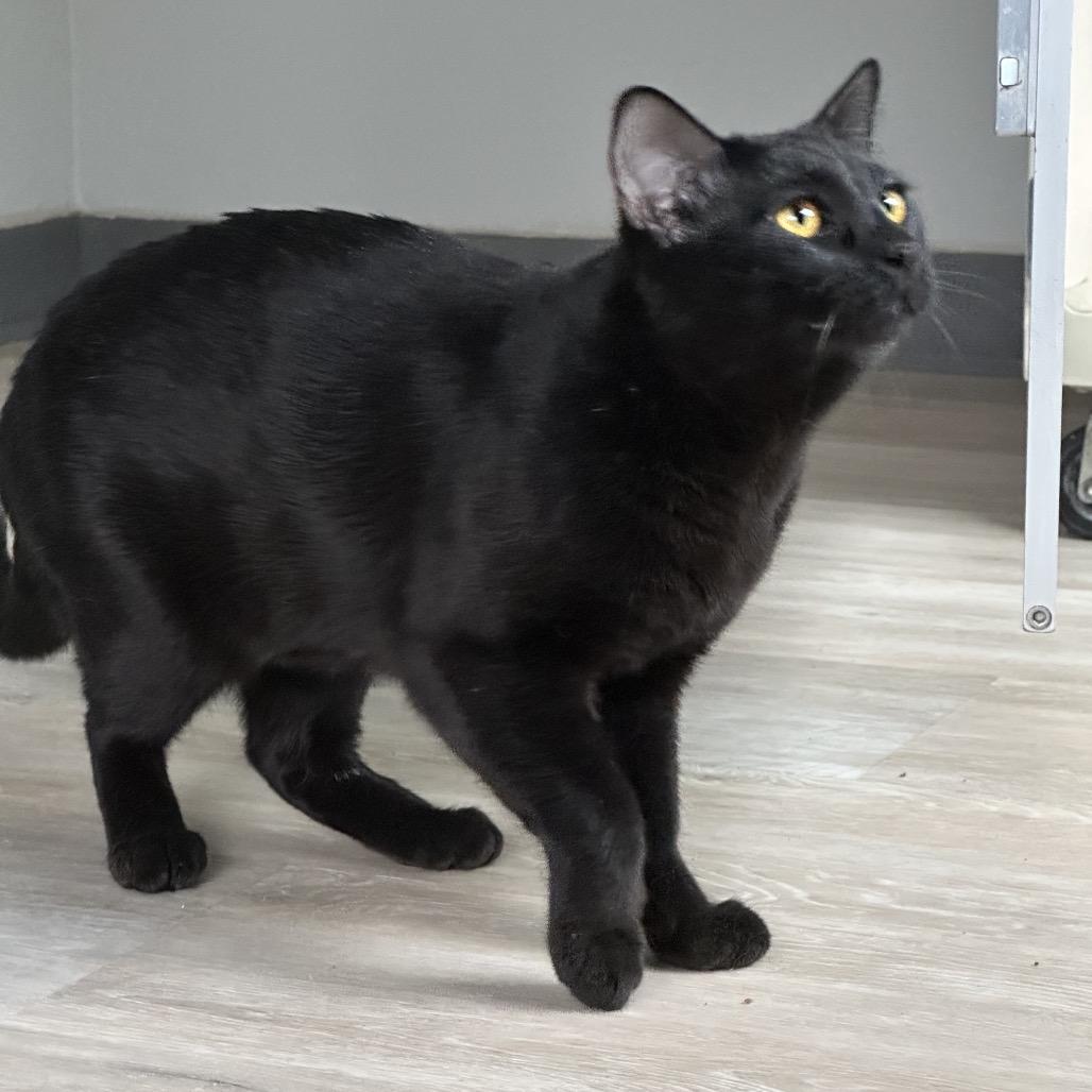 Enlarge McGregor, a Adoptable Domestic Short Hair in Durango, CO image 3/3