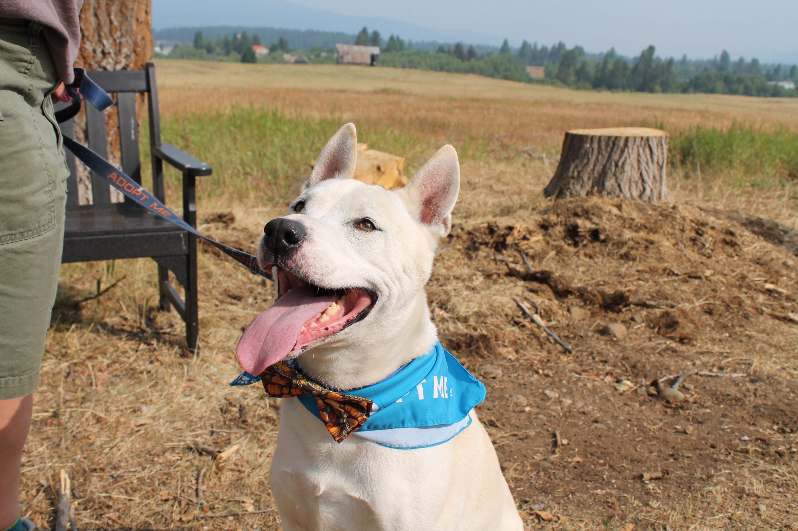 Loki, an adoptable Mixed Breed in McCall, ID, 83638 | Photo Image 1