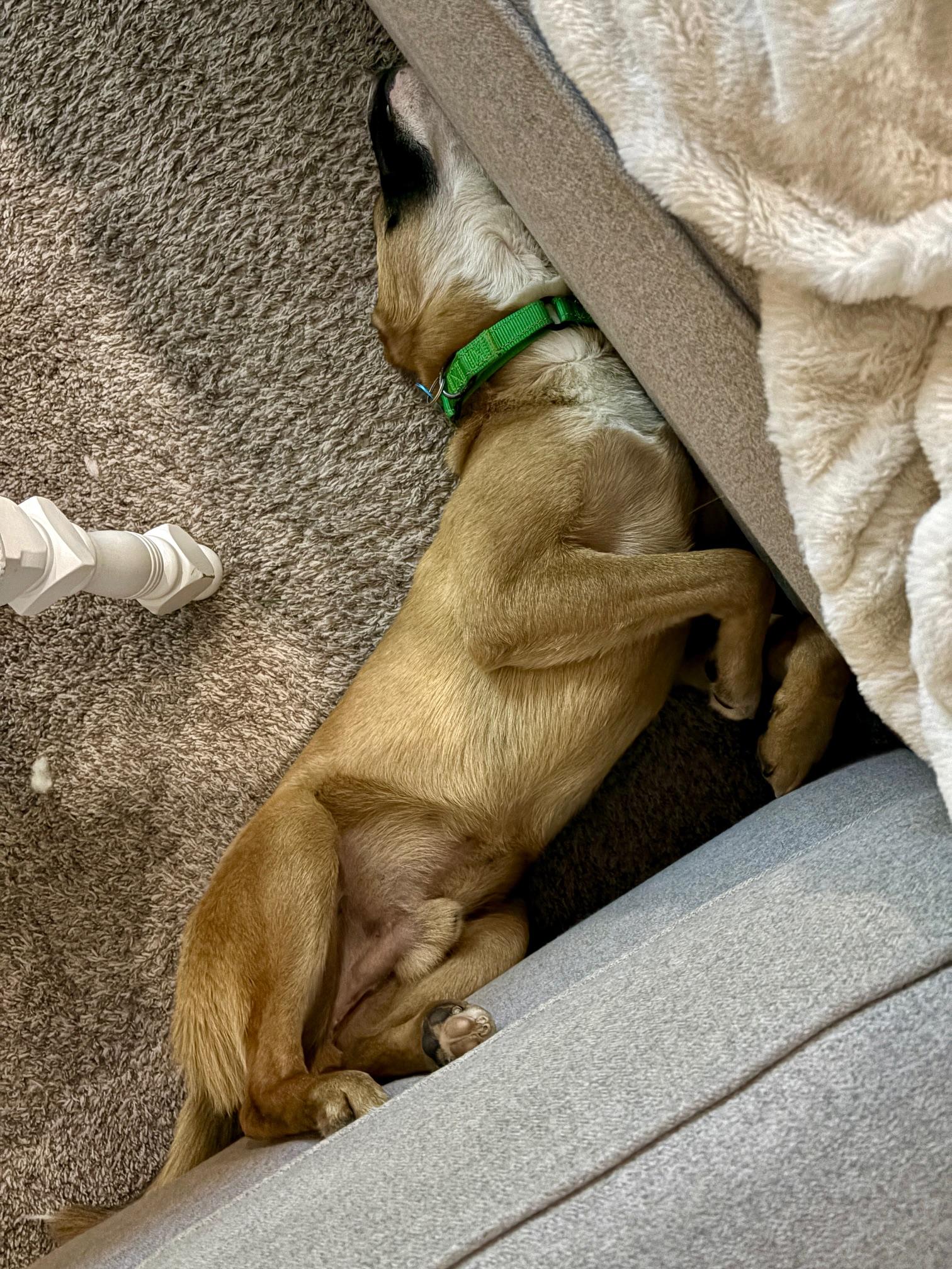 Baxter — thumbnail 2