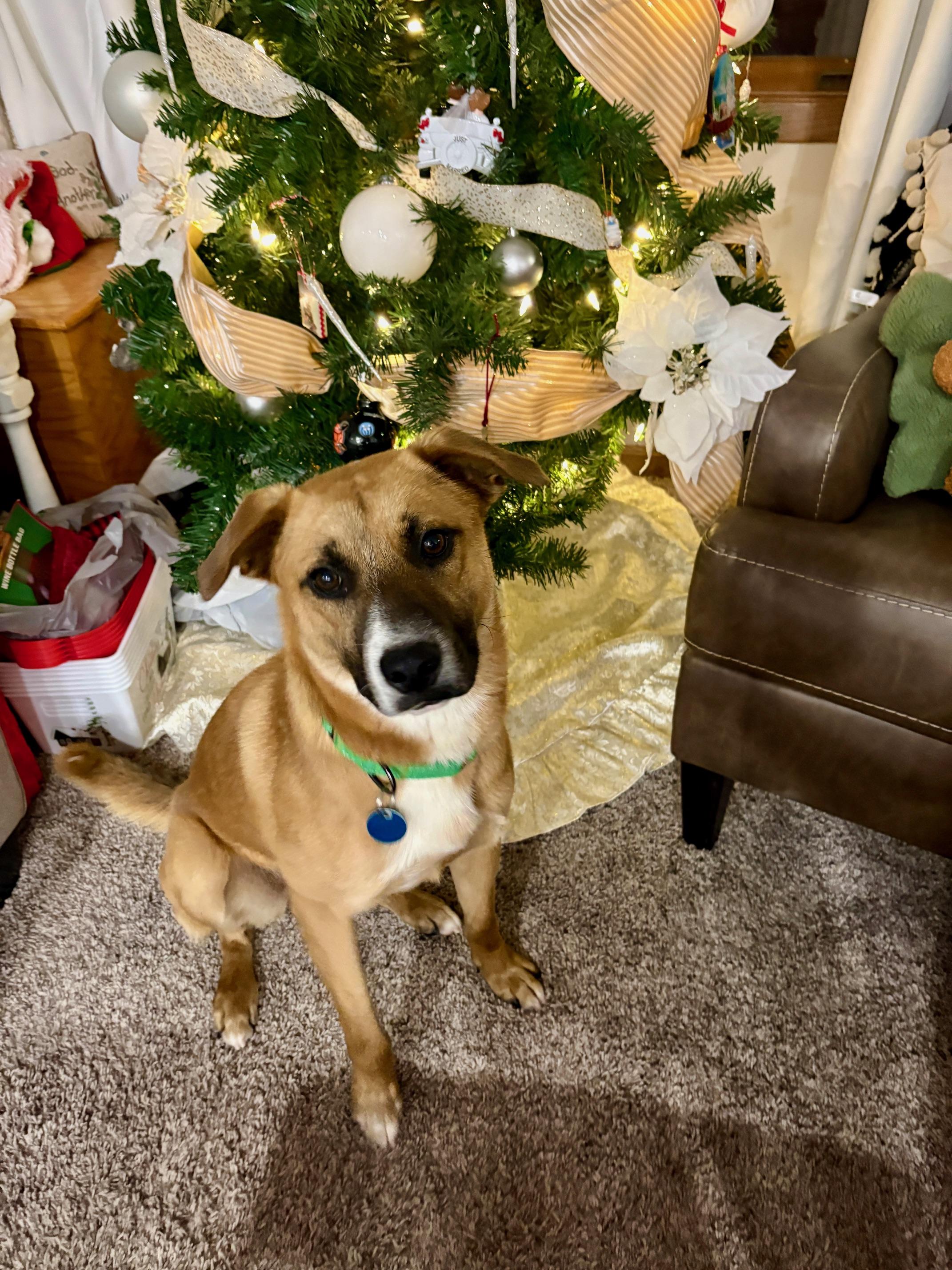 Baxter — thumbnail 3