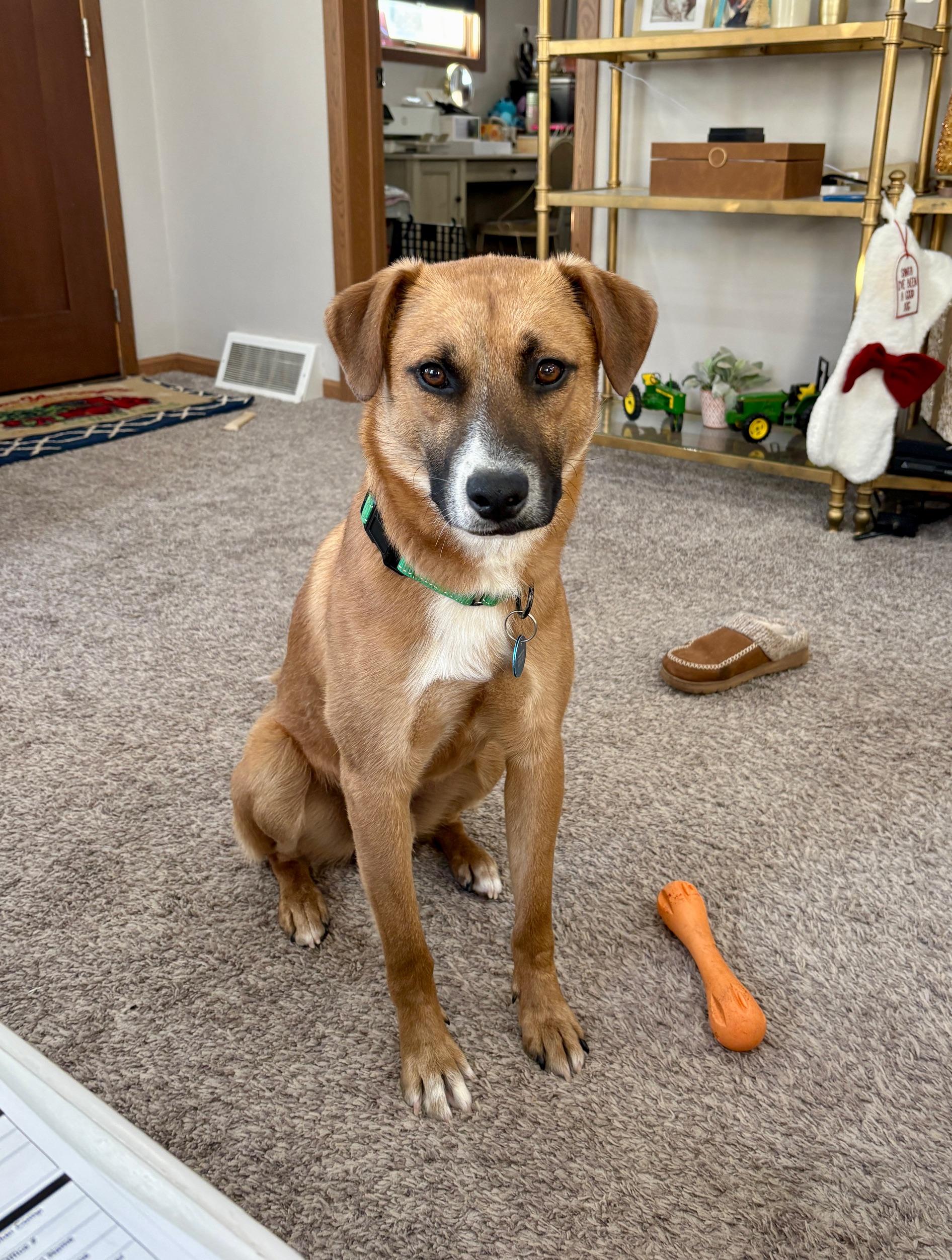 Baxter — thumbnail 4