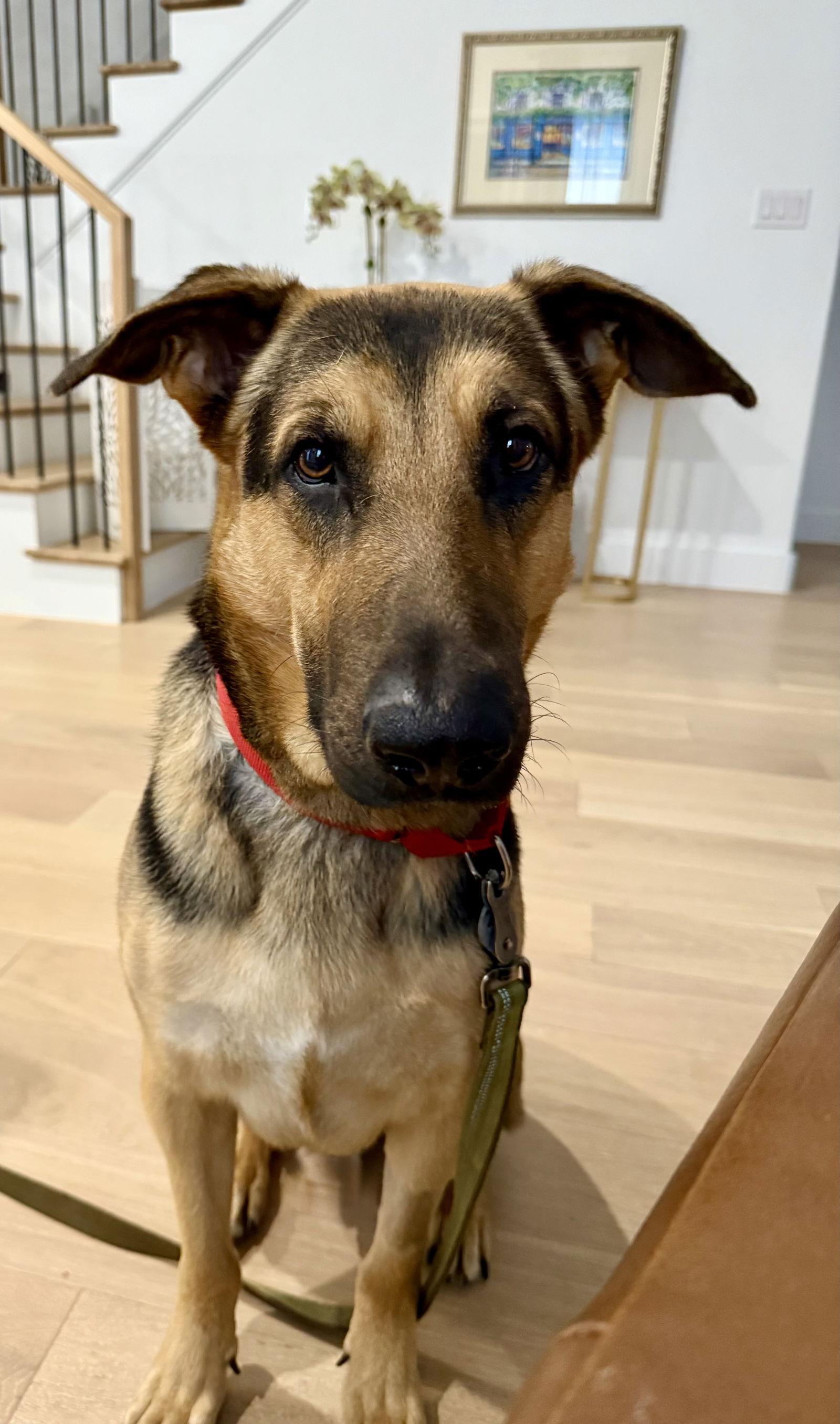 Enlarge Mochi, a Adoptable German Shepherd Dog in Dallas, TX image 1/3