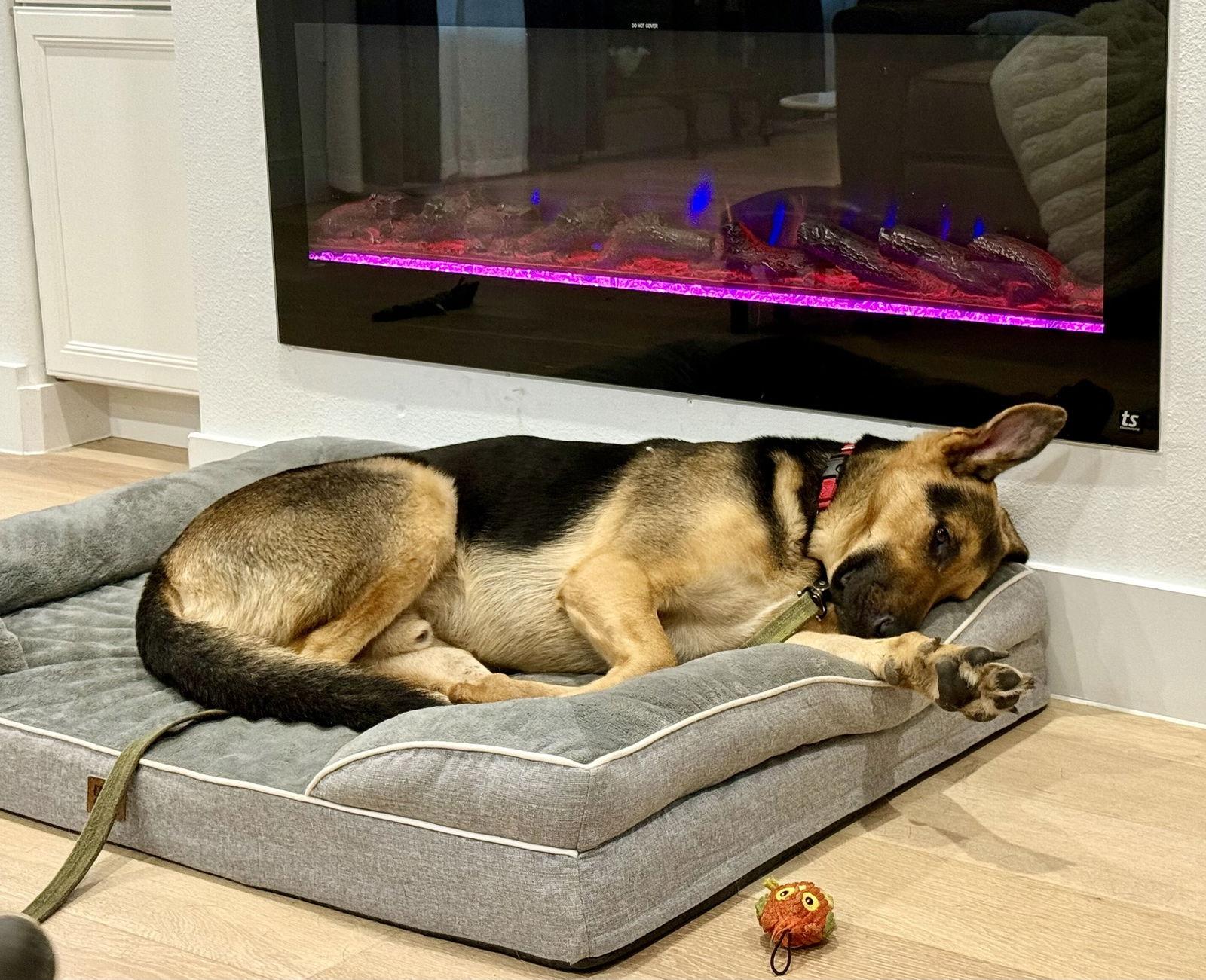 Enlarge Mochi, a Adoptable German Shepherd Dog in Dallas, TX image 2/3