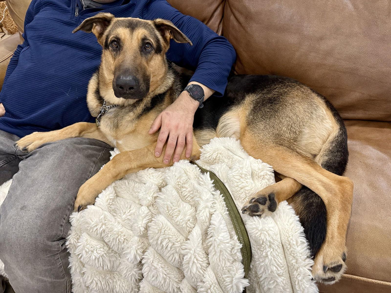 Enlarge Mochi, a Adoptable German Shepherd Dog in Dallas, TX image 3/3