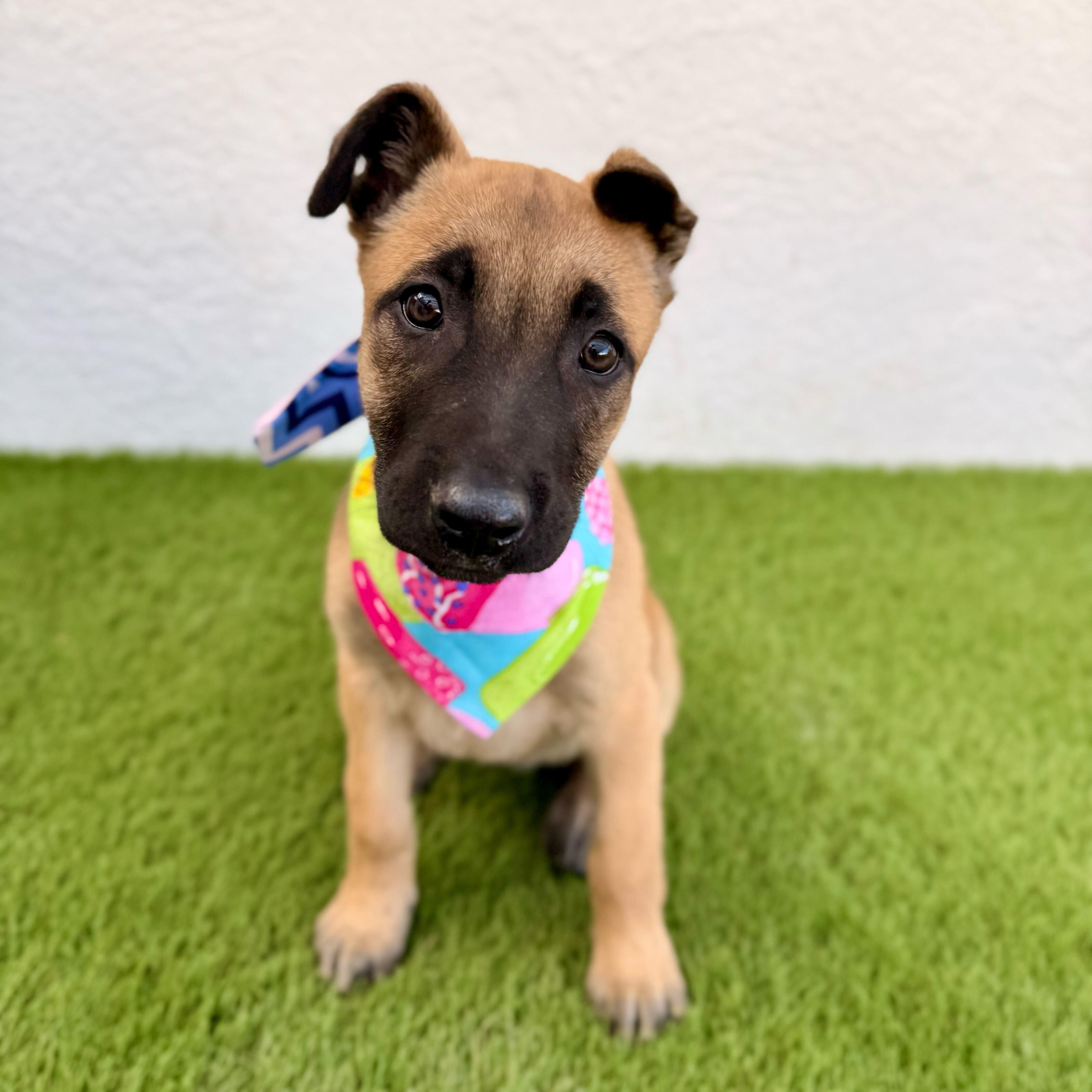 Enlarge FRAPPE, an adoptable mixed breed in La Jolla, CA image 5/6